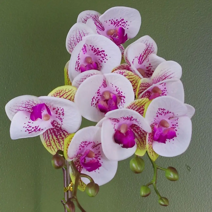 48cm Harlequin Orchid Artificial Pink with Gold Pot by Leaf