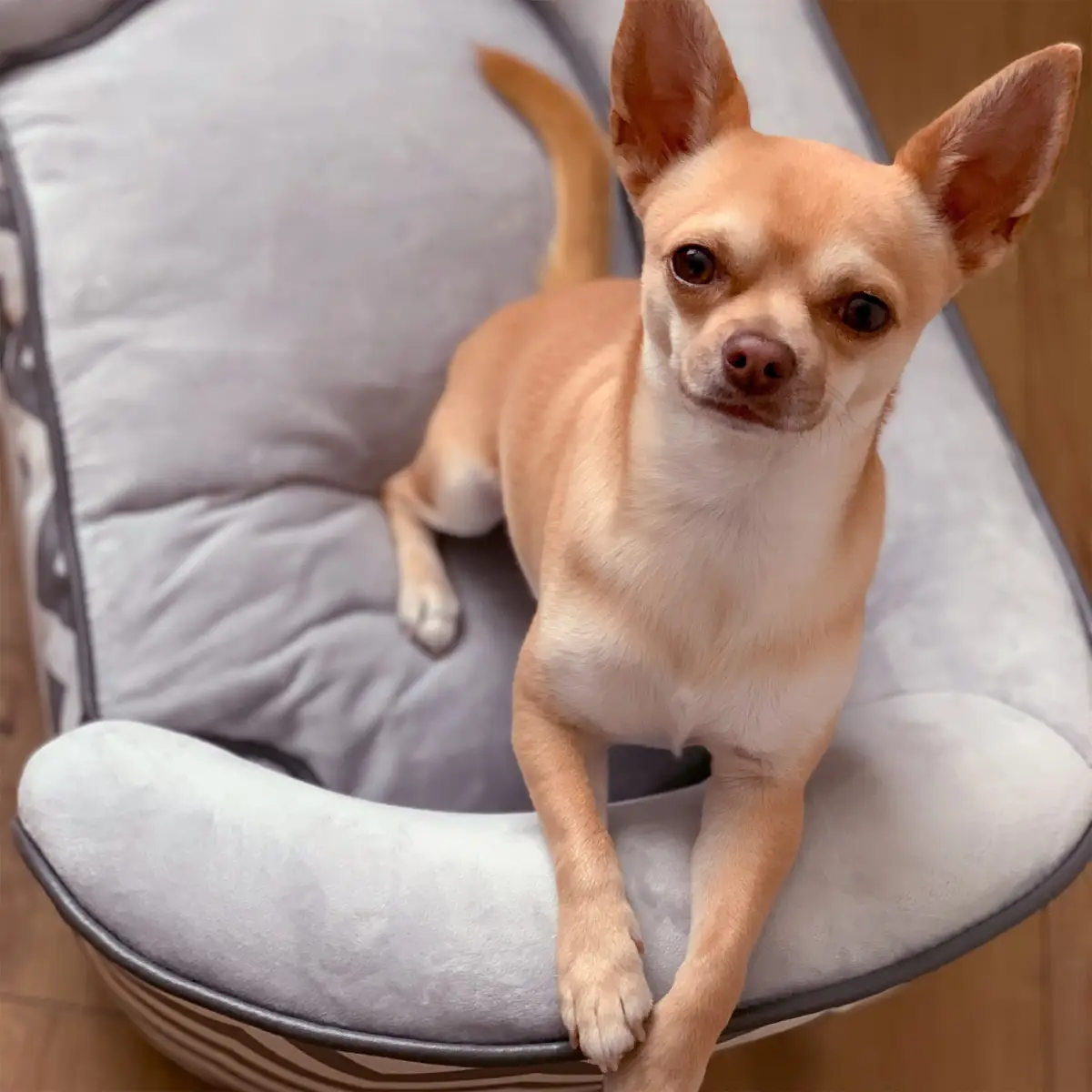 PawHut Dog Sofa Pet Couch for XS Dogs with Removable Sponge Padded Cushion Grey by PawHut