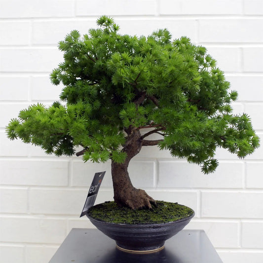 50cm Artificial Luxury Pine Bonsai Tree by Leaf