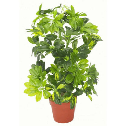 75cm Artificial Arboricola Gold Capella Plant by Leaf