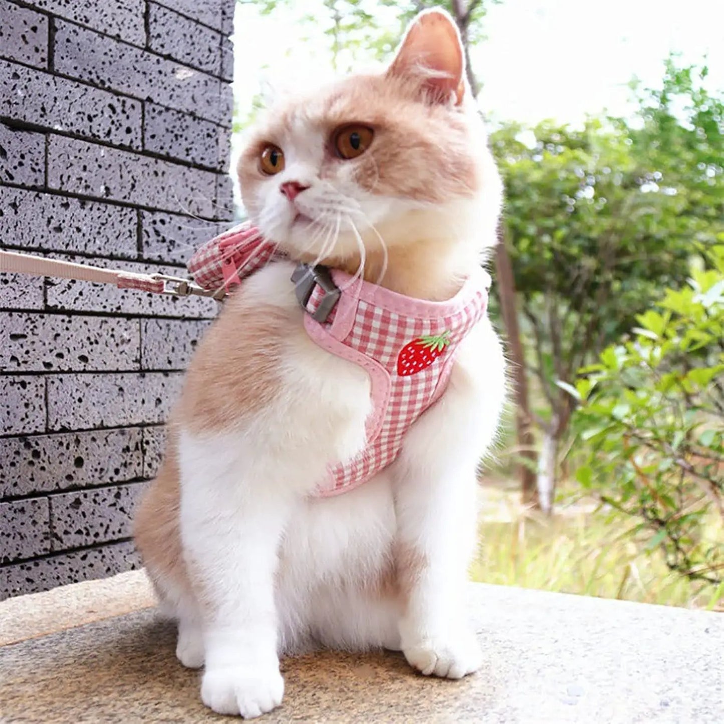Ultimate Pet Backpack Harness & Leash - Perfect Carrier for Cats & Small Dogs, Ideal for Outdoor Adventures and Hiking by All Mart Bristol Ltd