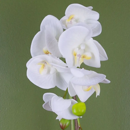 46cm Artificial Orchid White and Gold by Leaf