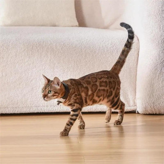 Pet Cat Toy Laser Collar by Dropshipman