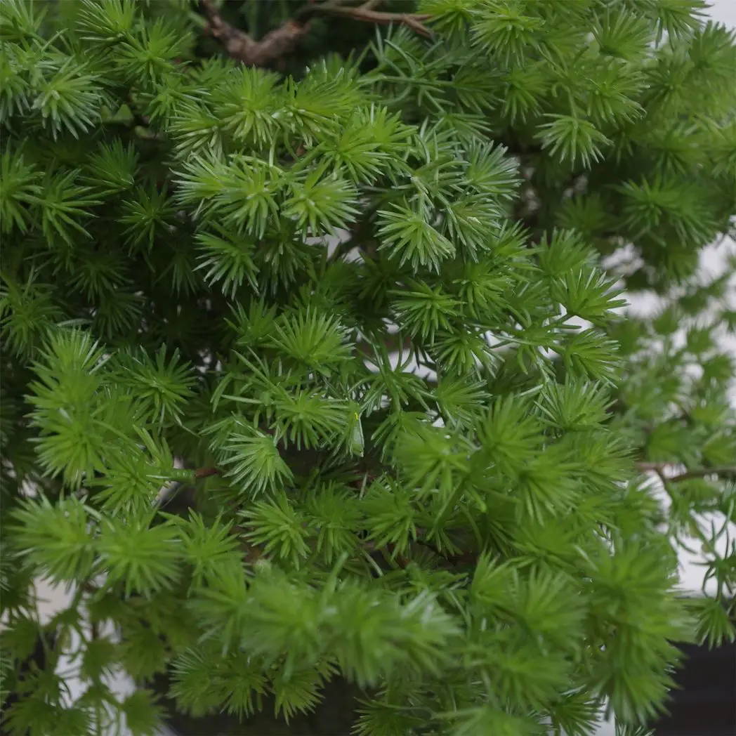 50cm Artificial Luxury Pine Bonsai Tree by Leaf