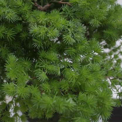 50cm Artificial Luxury Pine Bonsai Tree by Leaf